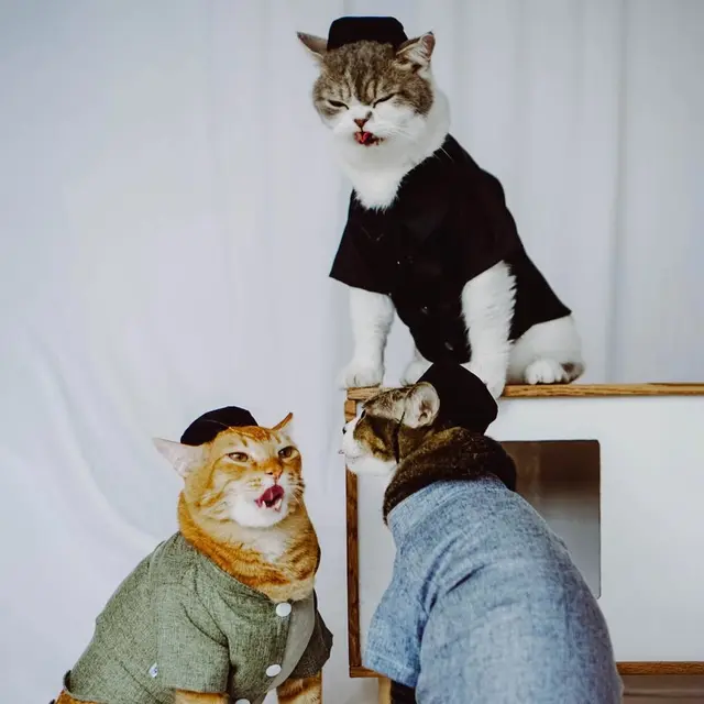 Opsi Aman Bawa Kucing dan Anabul Kesayangan Mudik di Libur Lebaran 2025