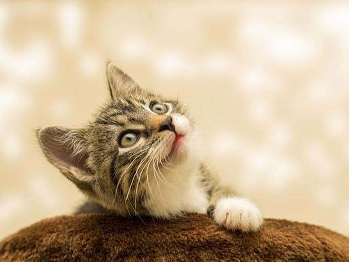 2. Telinga Kucing Mampu Berputar 180°
