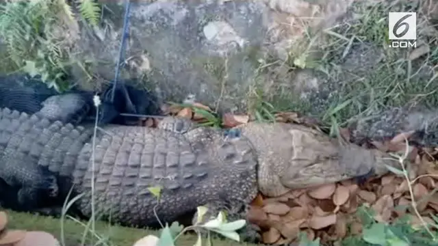 VIDEO: Ngeri! Buaya 5 Meter Masuk Permukiman Warga