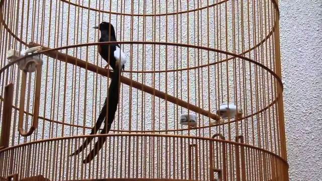 [Bintang] Mengenal Burung Murai Batu dan Jenisnya