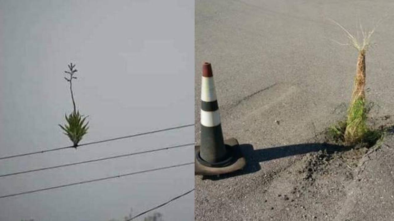 Bikin Heran, Ini 6 Potret Tanaman Tumbuh di Tempat Tak Lazim