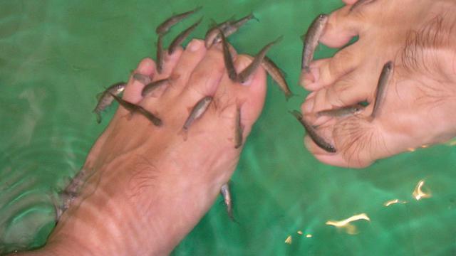 Ikan garra rufa