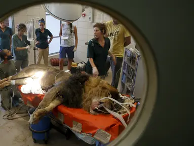 Staf kebun binatang dan dokter hewan mempersiapkan Samuni, singa delapan tahun untuk menjalani pembedahan pengangkatan tumor dari perutnya di Ramat Gan Safari Zoo, Tel Aviv, Israel, Rabu (29/7/2015). (REUTERS/Baz Ratner)