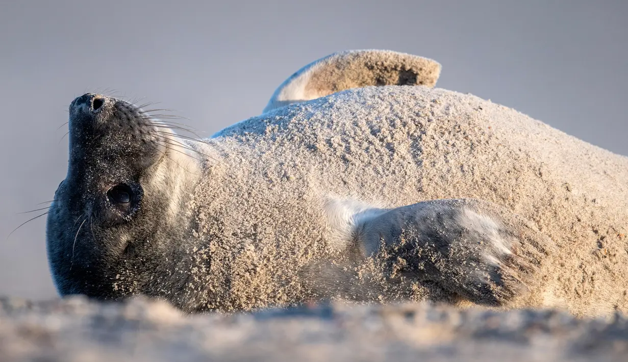 Anjing laut abu-abu bersantai di pantai Pulau Helgoland, Jerman, 4 Januari 2020. Memasuki bulan November hingga Januari, ratusan anjing laut abu-abu menggunakan Pulau Helgoland untuk melahirkan anak-anak mereka. (John MACDOUGALL/AFP)