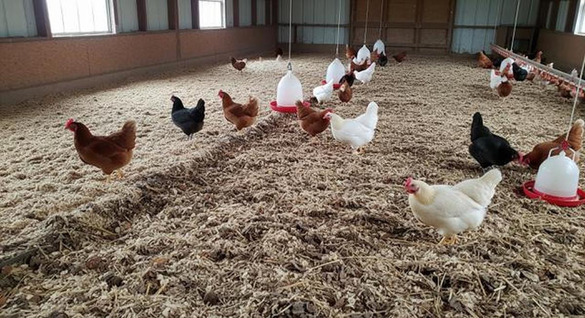 6 Model dan Sistem Pembuangan Kotoran Kandang Ayam Petelur yang Efektif dan Hemat Biaya
