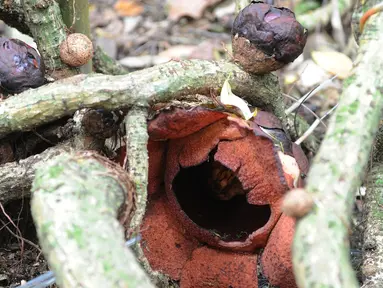 Bunga Rafflesia Padma yang mekar terlihat di Kebun Raya Bogor, Kamis (8/9). Bunga padma yang merupakan endemik di kawasan Pesisiir Selatan Jawa Barat ini mekar 3 tahun lalu dan merupakan tanaman unggulan di Kebun Raya Bogor. (Merdeka.com/Arie Basuki)