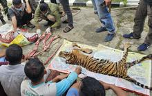 Enam Orang Membantai dan Menguliti Harimau Sumatera