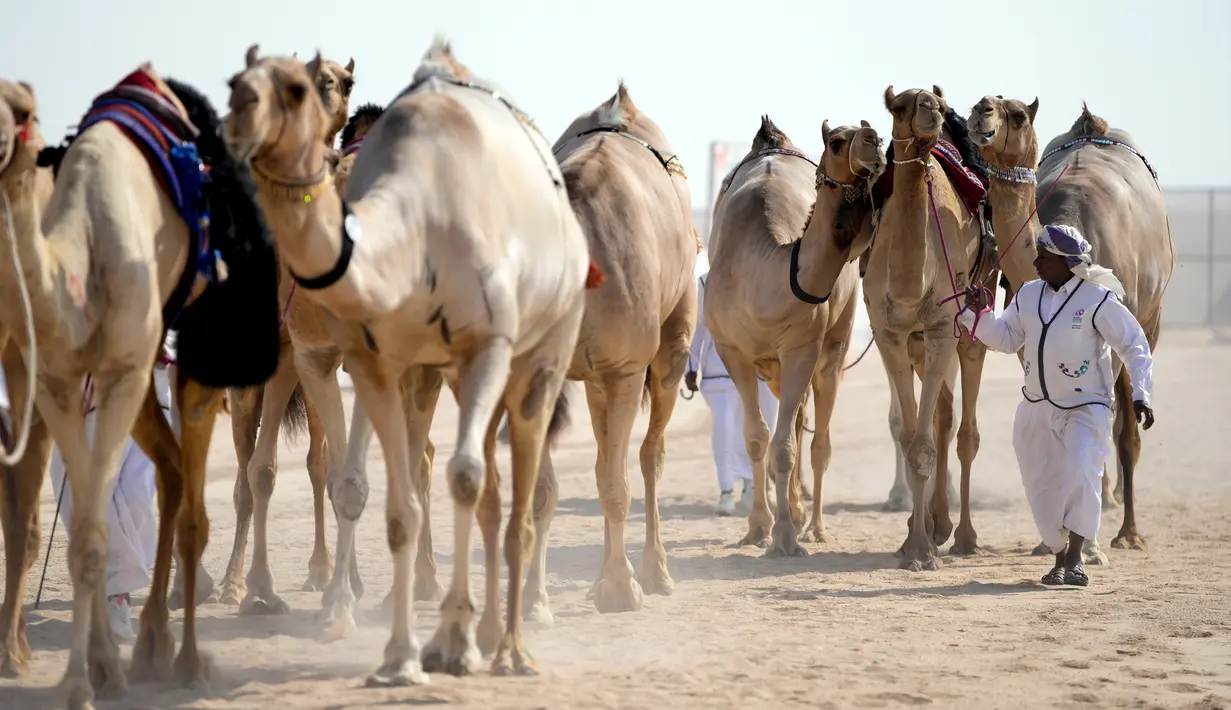 Parade unta saat saat Kontes Kecantikan Unta di Qatar Camel Mzayen Club, Ash-Shahaniyah, Qatar, 2 Desember 2022. Unta dari seluruh negara Teluk mengambil bagian dalam acara tersebut. (AP Photo/Natacha Pisarenko)