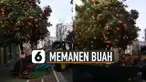 Dengan alat ini memanen buah akan lebih mudah.