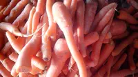 Benih wortel ileal dari Tiongkok ke Dieng (Liputan6.com / M.Ridlo)