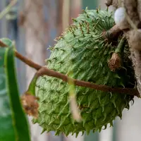 Manfaat daun sirsak bagi kesehatan tubuh (pexels/arturoaez)