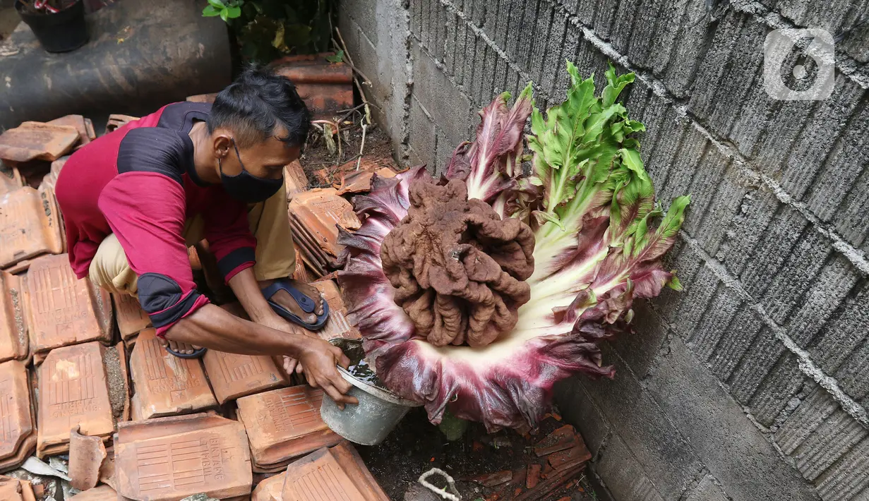 Seorang warga menyiram tanaman yang diduga jenis bunga bangkai di kawasan Cipete, Jakarta, Rabu (13/10/2021). Bunga yang tumbuh di pekarangan rumah warga itu mengeluarkan bau menyengat dan menjadi pusat perhatian warga sekitar. (Liputan6.com/Hermann Zakharia)
