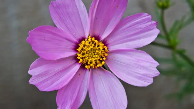 Tanaman Cosmos (Foto: Wikipedia)
