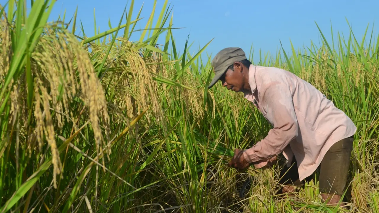 Seorang petani tengah memanen padi organik varites mentik wangi di Cingebul Kecamatan Lumbir, Banyumas. (Foto: Liputan6.com/Muhamad Ridlo)