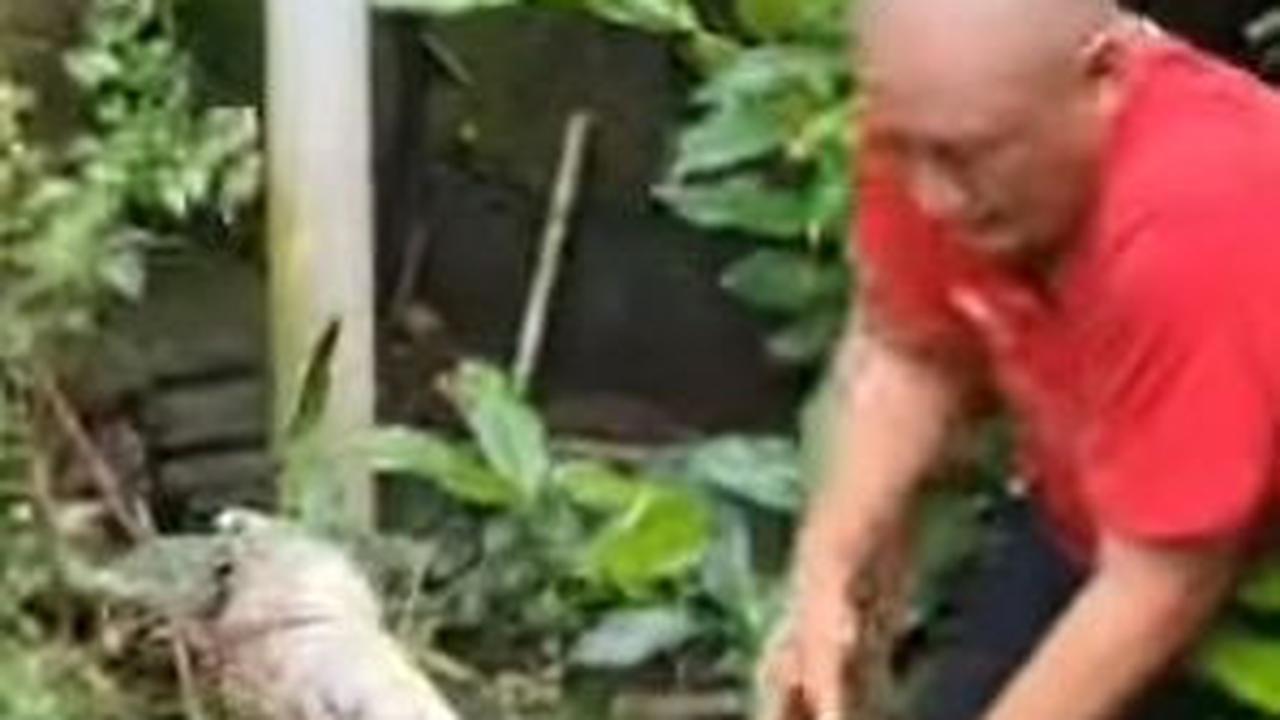 Menegangkan, Detik-Detik Heru Gundul Evakuasi Buaya Muara di Bantul Milik Mendiang Pencinta Satwa