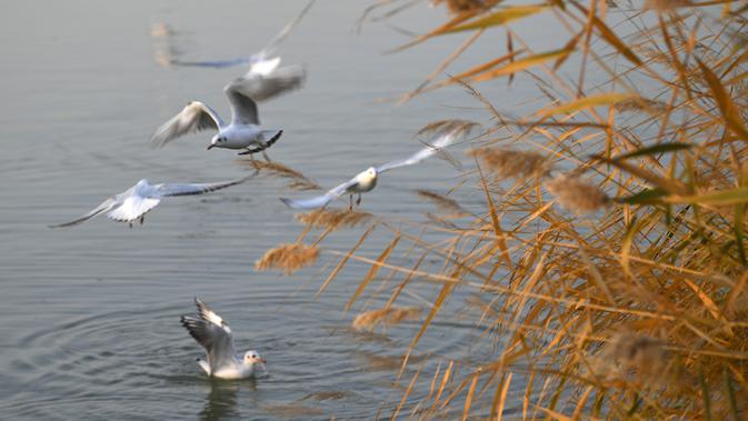 Kawanan burung camar berkepala hitam terlihat di tempat wisata Danau Shahu di Wilayah Pingluo, Shizuishan, Daerah Otonom Etnis Hui Ningxia, China barat laut, pada 18 Oktober 2020. (Xinhua/Wang Peng)