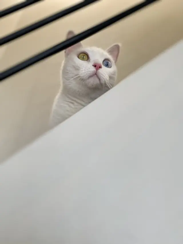 Kucing. Unsplash/Blair Vermette