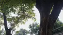 Pohon tumbang berpotensi menimbulkan korban jiwa dan mengganggu aktivitas masyarakat ketika musim hujan yang disertai angin tiba. (Liputan6.com/Angga Yuniar)