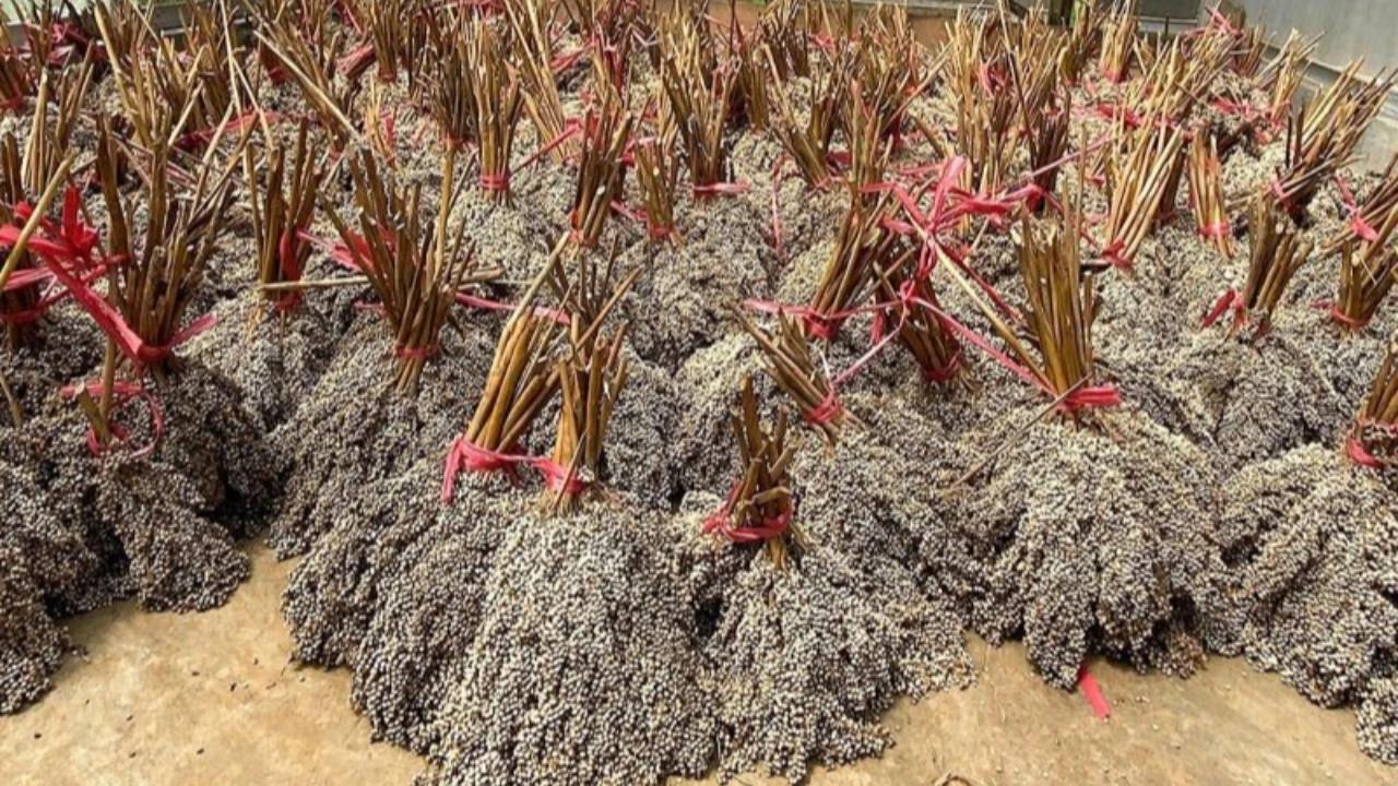Potensi Biomassa RI Capai 83,4 Juta Ton, Jadi Senjata Kebut Transisi Energi Bersih