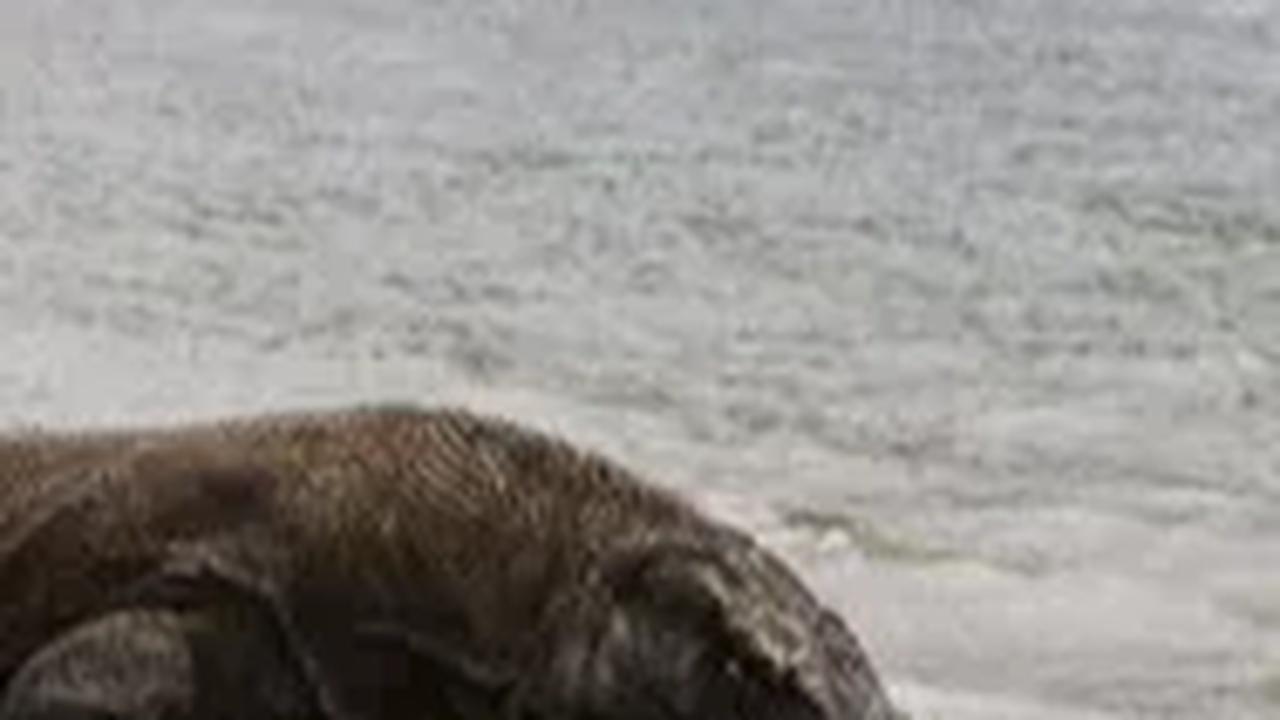 Berdasarkan monitoring menggunakan kamera trap, pada ekspedisi komodo di Flores tahun 2015-2018, dari 346 kamera yang dipasang terdapat 85 kamera yang memotret keberadaan komodo, termasuk di Golo Mori.