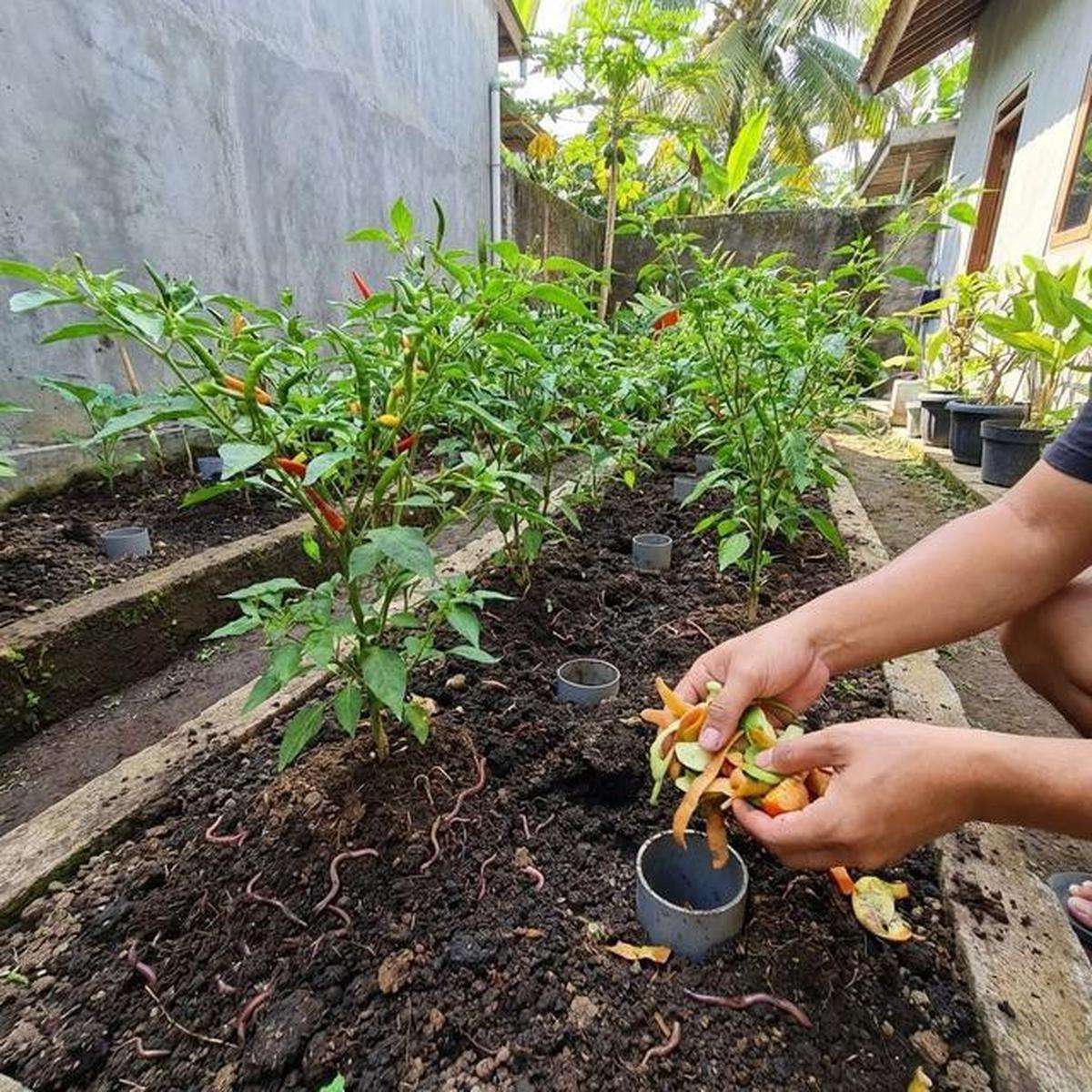 Kapan Waktu Panen Kebun Cabai Rawit Rumahan? Berikut Tipsnya Agar Berbuah Lebat