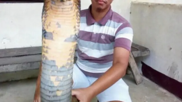King Cobra Raksasa (Sumber Foto: facebook.com/Made Dwi Sudarmawan)