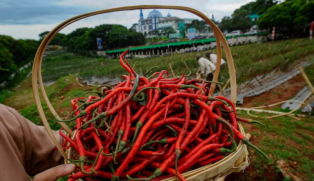 Program urban farming disebut-sebut sebagai langkah nyata dalam meningkatkan ketahanan pangan di Kota Depok. (merdeka.com/Arie Basuki)