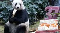 Panda JIa-jia yang tertua di dunia berulang tahun. (Mirror.co.uk)