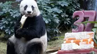 Hadiah Kue Bambu untuk Panda Ultah ke-37