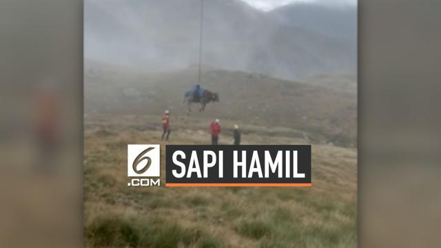 Seekor sapi yang tengah hamil mengalami kesulitan berjalan ke peternakan di Andorra. Sang pemilik meminta bantuan petugas pemadam kebakaran untuk mengangkutnya menggunakan helikopter.
