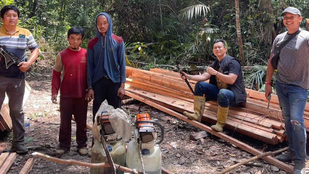 Tak Ada Takut-takutnya, 7 Pria Nekat Merambah Kayu di Hutan Habitat Harimau Sumatera