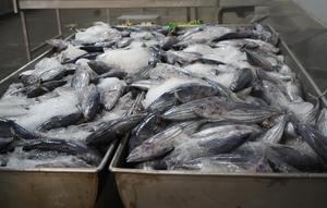 Kementerian Kelautan dan Perikanan (KKP) siap memfasilitasi unit pengolahan ikan (UPI) yang ingin mendapatkan tarif 0% ekspor tuna-cakalang-tongkol ke Jepang. (Dok. KKP)