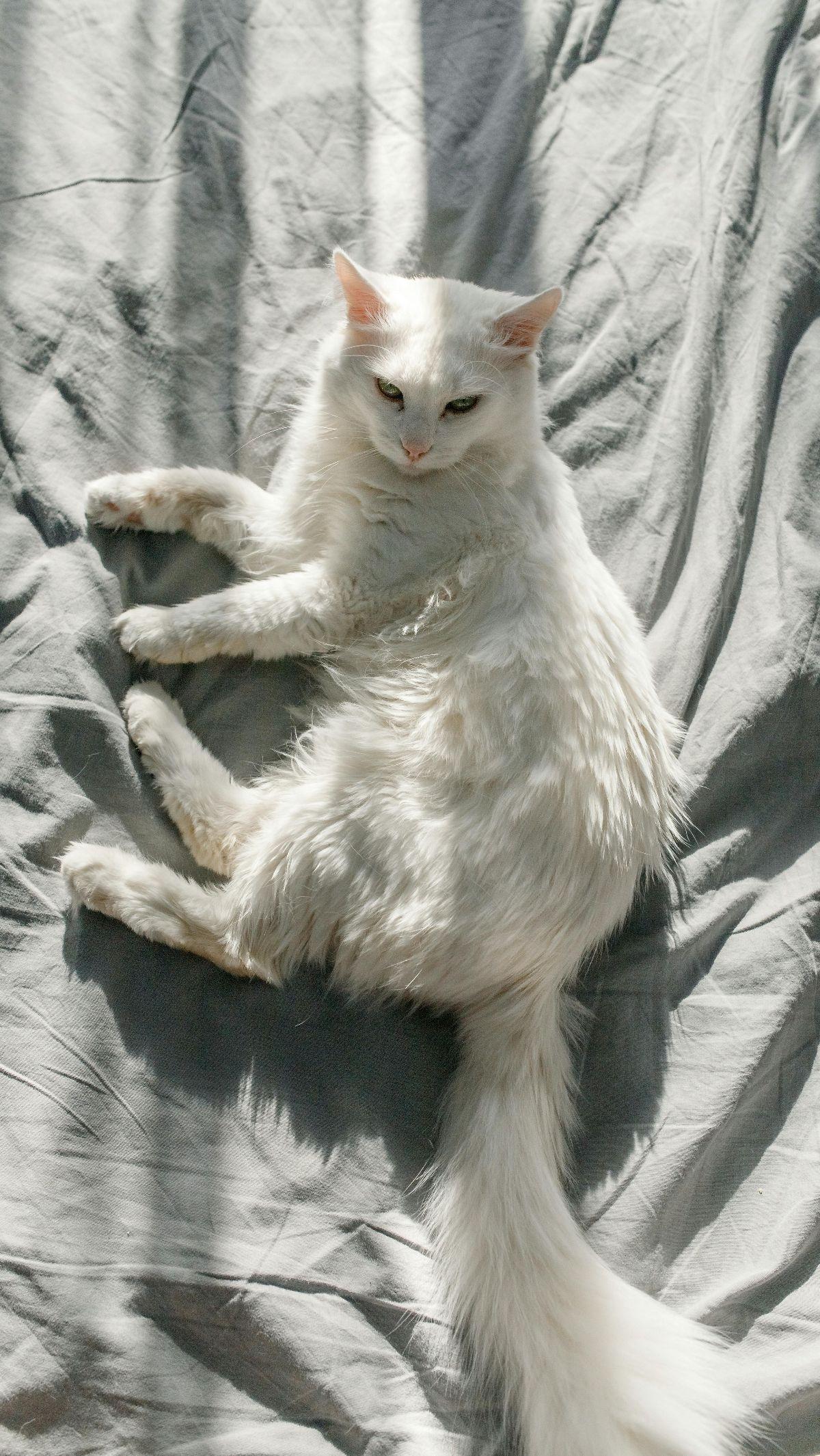 <b>Kucing Angora Turki</b>