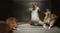 Ilustrasi tikus di rumah. Foto: Homeremedyhacks