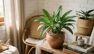 7 Tanaman Hias Daun Polkadot, Corak Unik yang Ubah Sudut Rumah Jadi Lebih Menarik