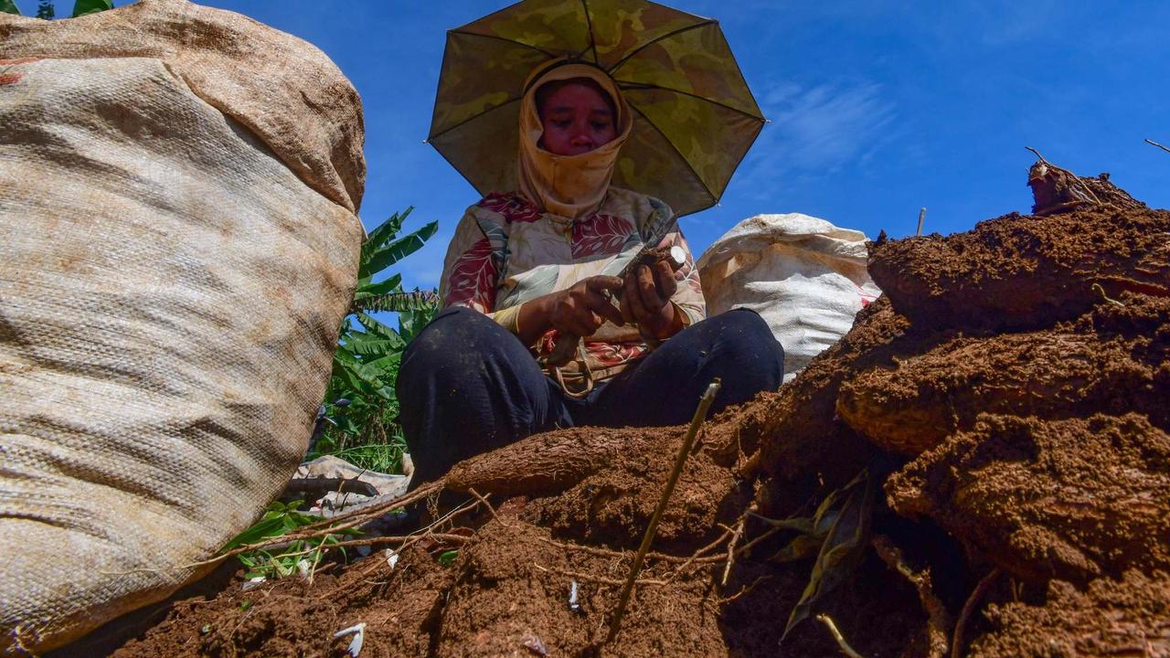 Petani menjerit harga singkong anjlok