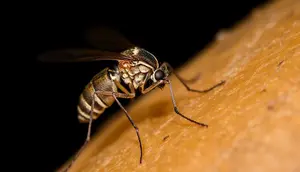 Malaria Knowlesi Menginfeksi Tiga Pekerja Tambang di Aceh Barat