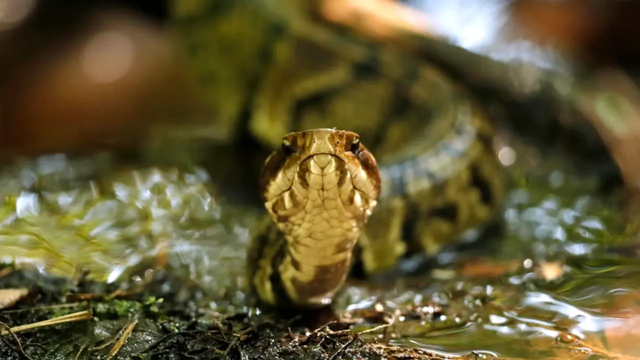 Ular Cottonmouth (AP/Robert F. Bukaty, File)