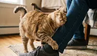 Tanda Kucing Menganggap Anda Induknya, Bukan Sekadar Pemberi Makan