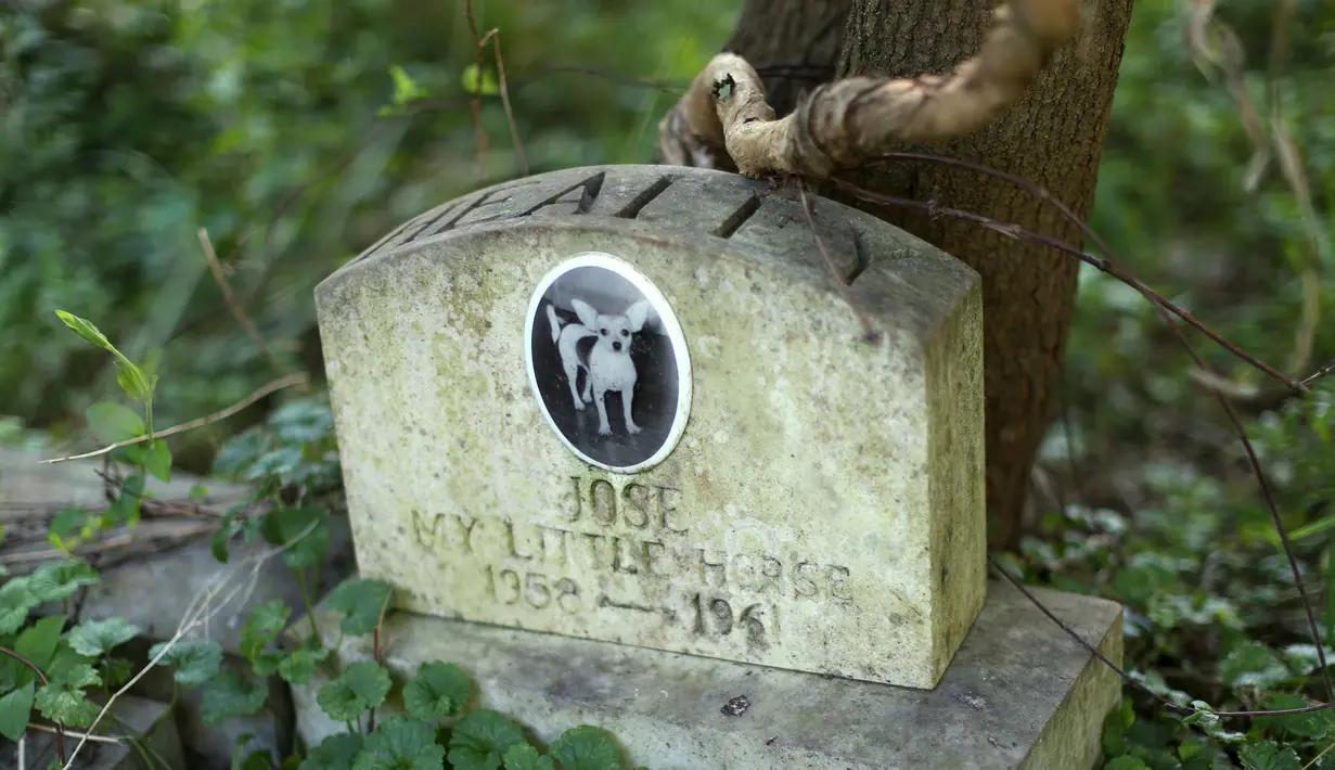 Nisan untuk 'Jose' tampak ditumbuhi tumbuhan liar di Memorial Park in Aspen Hill, Maryland, 25 Agustus 2015. Didirikan sejak tahun 1921, lebih dari 50.000 hewan dimakamkan di tempat ini. (REUTERS/Gary Cameron)