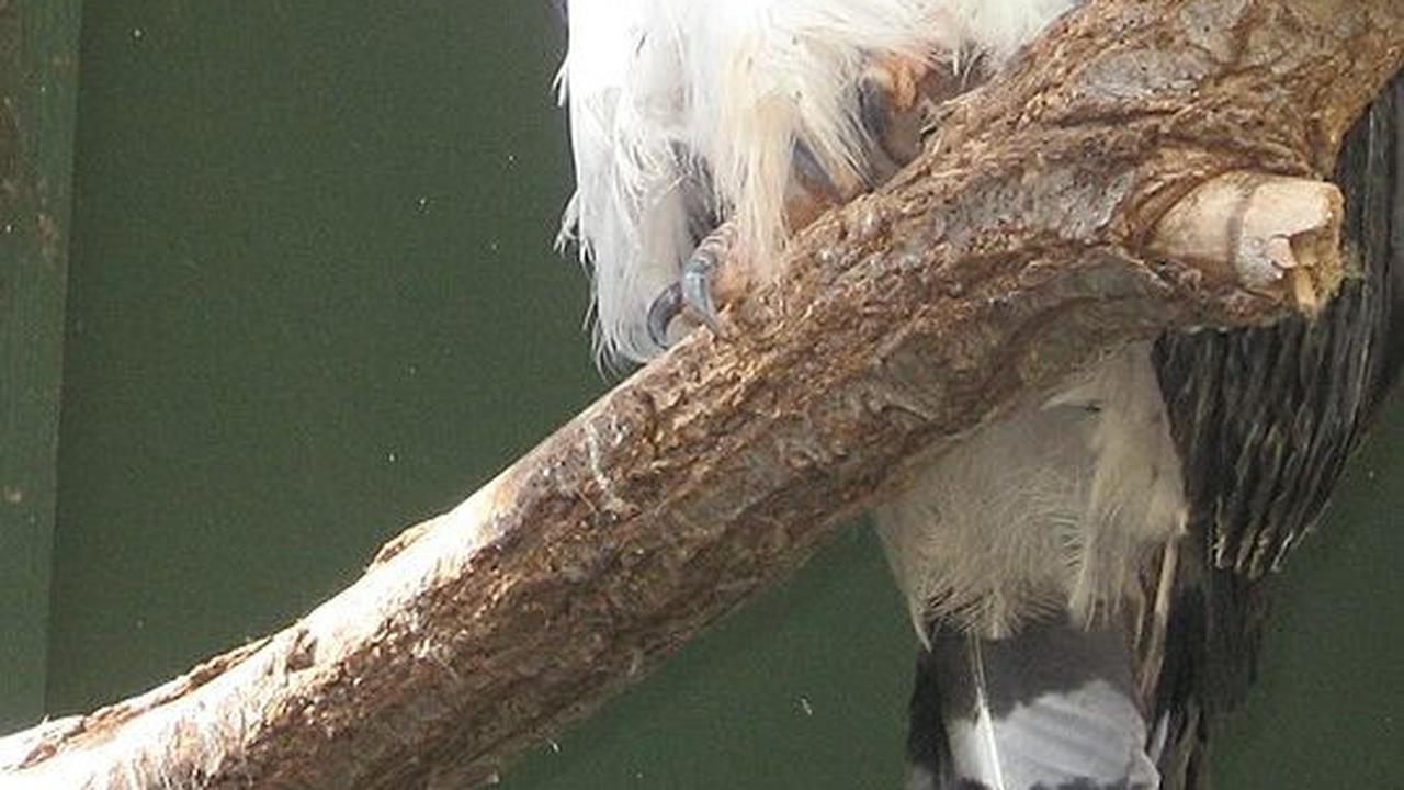 8. Elang Harpy<br>