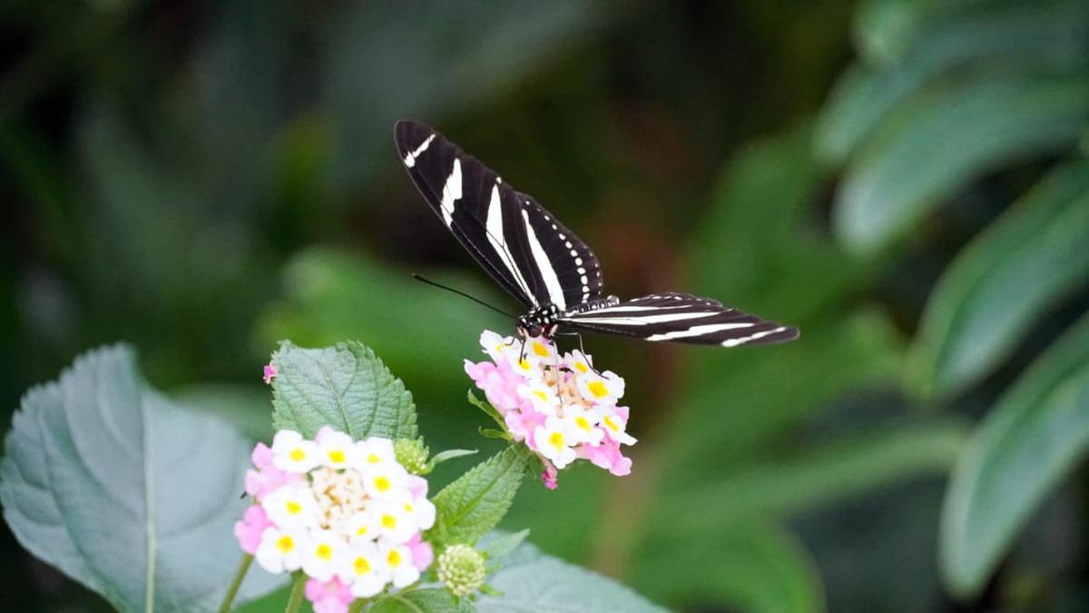 7 Tanaman Kecil Kaya Nektar, Sulap Taman Jadi Surga Lebah dan Kupu-Kupu
