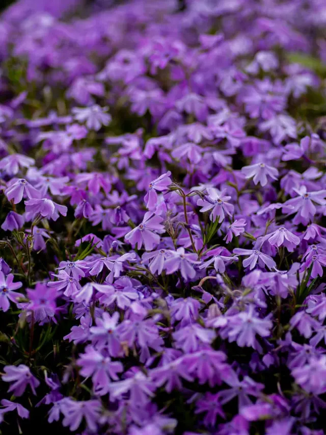 Phlox Merambat, Tanaman Mini Cantik Penarik Lebah dan Kupu-Kupu