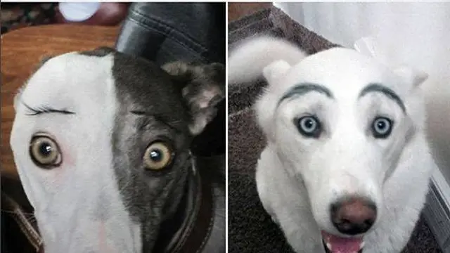 8 Potret Anjing Pakai Makeup Seperti Alis Ini Bikin Ekspresinya Kocak