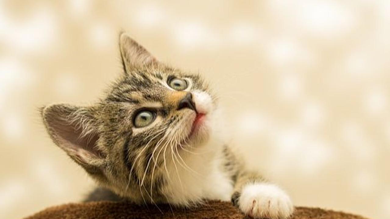 Gejala Bau Mulut pada Kucing