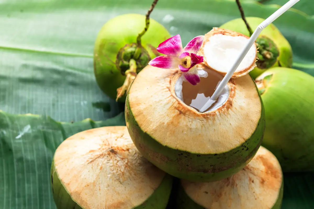 kelapa muda