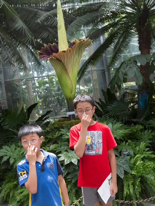 Dua anak dari Toronto, Kanada, menutup hidung mereka saat melihat bunga bangkai raksasa Titan Arum di Botanic Garden, Washington, Amerika Serikat, Senin (2/8). Bunga bangkai raksasa dari Sumatera ini tak lama lagi akan mekar sempurna. (Chris KLEPONIS/AFP)