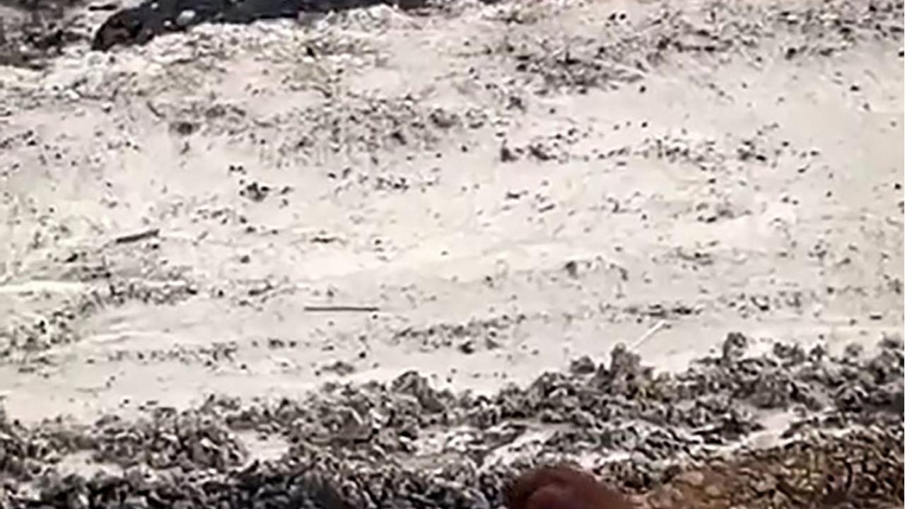 Orangutan ini kebingungan di tengah tambang batu bara Kalimantan