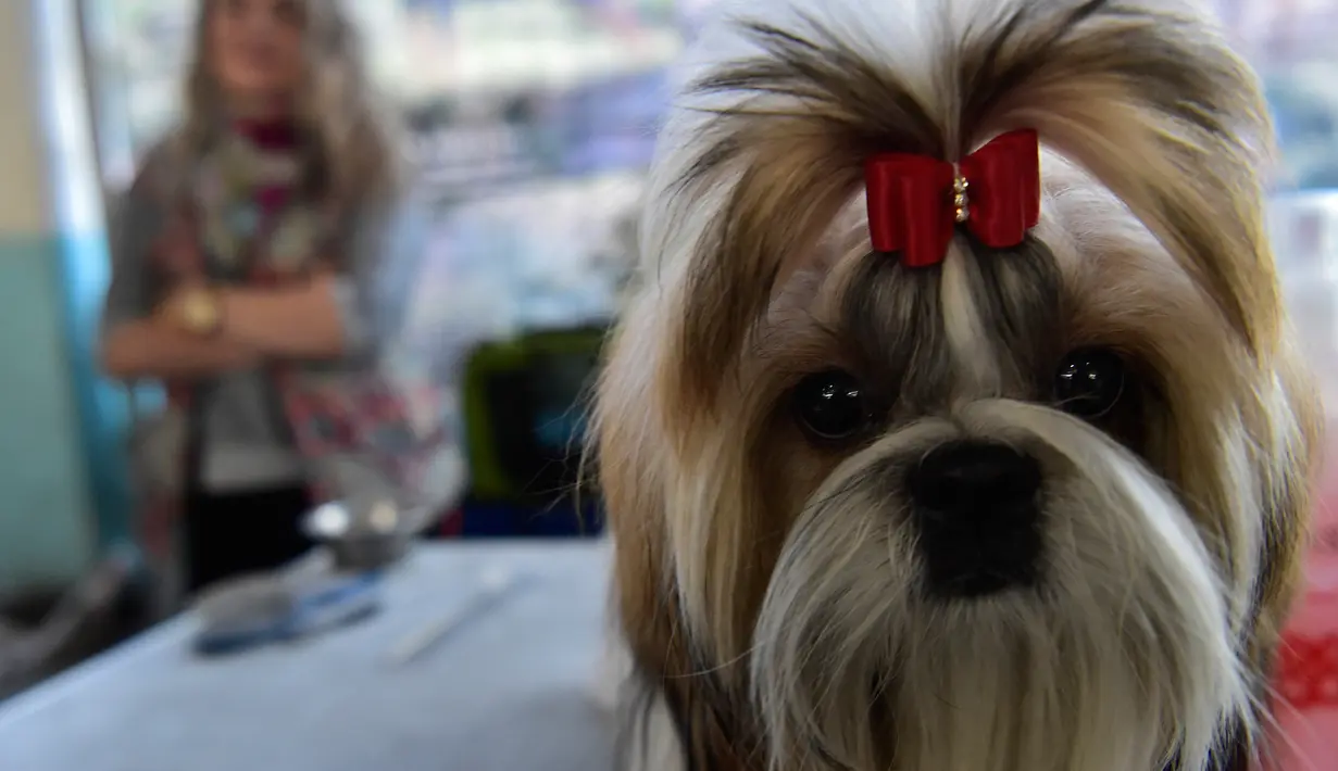 Seekor anjing jenis terrier, Yorkshire di foto pada  pameran anjing Internasional di Bishkek (01/10). Para peternak anjing asal Rusia, Kazakhstan dan Kirgistan ambil bagian dalam pameran tersebut. (AFP PHOTO / Vyacheslav OSELEDKO)