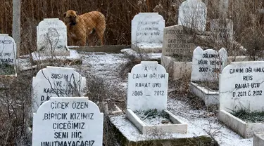 Foto yang diambil pada 15 Januari 2022 ini menunjukkan seekor anjing di dekat kuburan di Pemakaman untuk tempat hewan peliharaan dimakamkan di Ankara, Turki. Pemakaman hewan, yang didirikan oleh Kota Metropolitan Ankara pada tahun 1997, tidak digunakan lagi sejak tahun 2014. (Adem ALTAN/AFP)